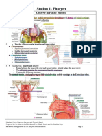 Head Neck-Pharynx Larynx Thyroid Gland