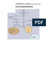 An Overview of Lipid Metabolism