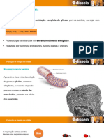 Respiração Aeróbia