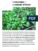 La Mâche Sauvage - Précieuse Salade D'hiver - Plantes Sauvages Comestibles