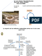 Ciclo de Krebs 2022-I Fe