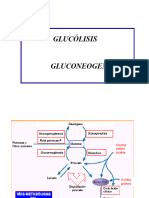 MetabolismoCHO (B)