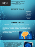 Cerebro Triuno - Desarrollo Integral