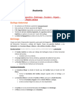 Abdomen Supramesocólico - Estómago - Duodeno - Hígado - Páncreas - Bazo - Región Celíaca