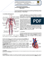 Circulacion en Los Seres Humanos 6