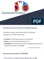 The Blood Vessels