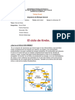 Ciclo de Krebs