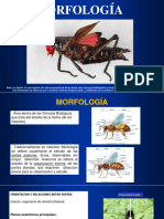 Morfología de Los Insectos I