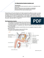 AP2 Lab13 Reproductive System Anatomy Lab FA23