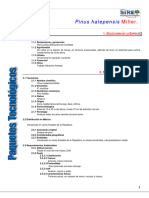 962pinus Halepensis