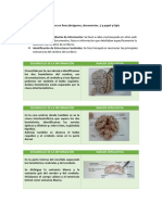 Práctica Psicología - Disección de Un Cerebro