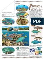 Parrotfish Poster