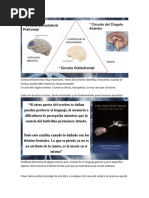 CLASE 5 - Funciones Ejecutivas Favaloro