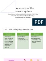 13 Anatomy of The Nervous System