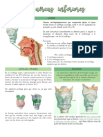 Vías Aéreas Inferiores
