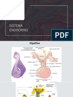 10 Sistema Endocrino