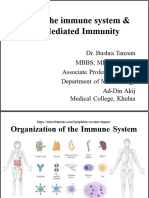 Cells & Organs of The Immune System, Cellular Immunity