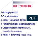 7 - Nucleolo y Ribosoma 23-24