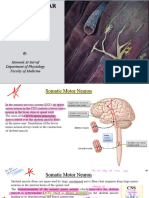 L4 NeuromuscularJunction