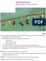 Metamorphosis and Diapauses in Insects Types of Larvae and Pupae