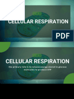 Cellular Respiration