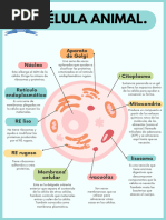 Celula Animal