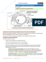 Fécondation Fusion Des Noyaux