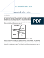 Practica 2 Anatomia de Raices y Tallos SCR