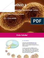 1.2 - Ciclo Celular