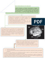 Bases Neurológicas Del Lenguaje 2