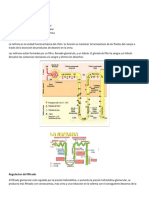 Fisiología Renal