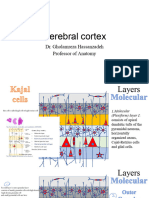 Cerebral Cortex