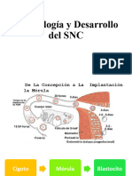 Desarrollo SNC