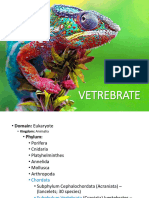 13 Vertebrate