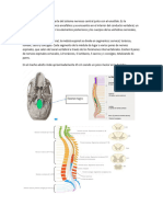 Medula Espinal