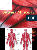 Sistema Muscular