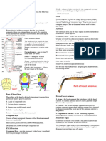 External Insect Morphology Module 2