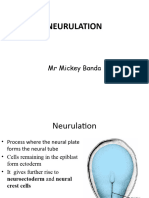 Neurulation