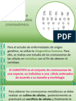 UT 4. Citogenetica Humana