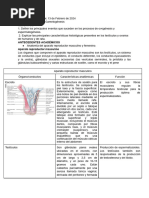 Anteproyecto 3 - Gametogénesis