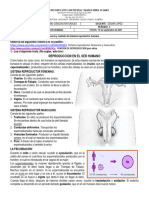 GUIA 11..sistema Reproductor Humano