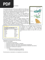 Metabolismo de Aminoacidos