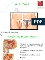 Sistema Genital Masculino e Feminino