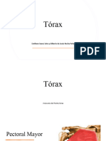 Torax Anatomia