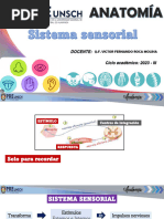 Sistema Sensorial