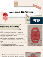 Sistema Digestivo