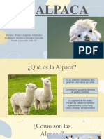 La Alpaca