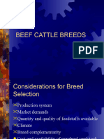 Beef Cattle Breeds