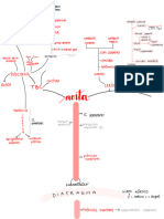 Arterias Anatomia