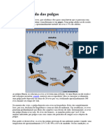 O Ciclo de Vida Das Pulgas